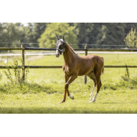 Fliegenmaske Eskadron Anthrazit Grau Fliegenmaske Eskadron Anthrazit Grau