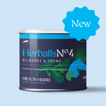Pferdeleckerlis Heidelbeere & Thymian – Hilton Herbs | Equi-Clic
