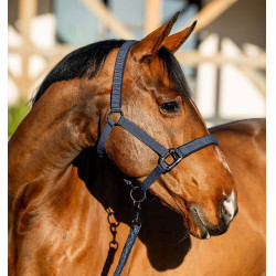 Halfter und Führstrick Amigo Horseware