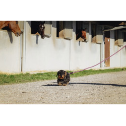 Hundeleine mit Griff Riding World Lucky