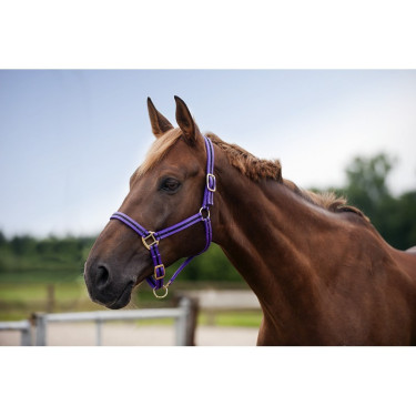 Nylonhalfter mit Leder unterlegt Norton Nylonhalfter mit Leder unterlegt Norton