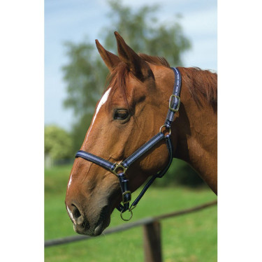 Nylonhalfter mit Leder unterlegt Norton Nylonhalfter mit Leder unterlegt Norton
