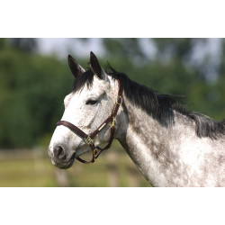 Doppelt verstellbares Halfter Excelsior Doppelt verstellbares Halfter Excelsior