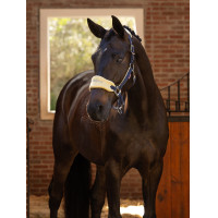 Halfter und Führstrick Lemieux Vogue Marineblau / Königsblau Halfter und Führstrick Lemieux Vogue Marineblau / Königsblau