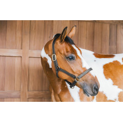 Lederhalfter Wellington Kentucky Schwarz