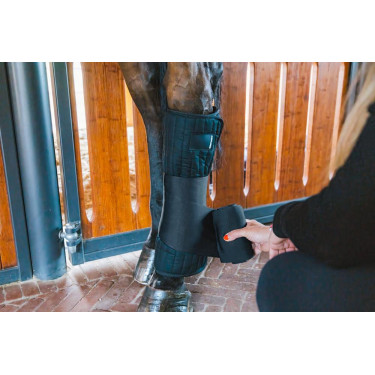 Amerikanische Baumwolle Kentucky Schwarz