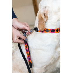 Lass Hund Polo HFI Lass Hund Polo HFI