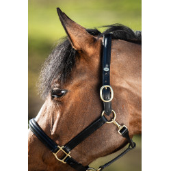 Genickriemen bombé HFI Schwarz