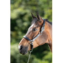 Grooming-Halfter HFI Schwarz Grooming-Halfter HFI Schwarz