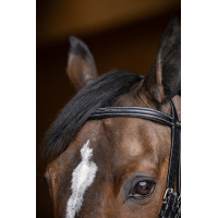 Jumping-Trense HFI Master Double Jump Schwarz