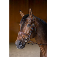 Kombiniertes Reithalfter Gepolstert HFI Master Braun Kombiniertes Reithalfter Gepolstert HFI Master Braun