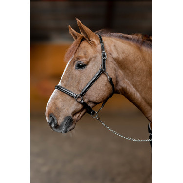 Lederhalfter Little Groom HFI Master Lederhalfter Little Groom HFI Master