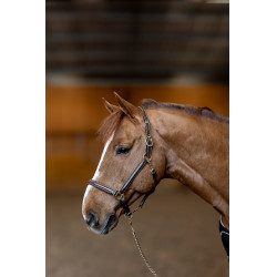 Lederhalfter Little Groom HFI Master Braun