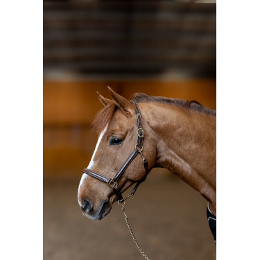 Lederhalfter Little Groom HFI Master Braun
