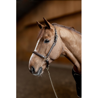 Lederhalfter Little Groom HFI Master Braun
