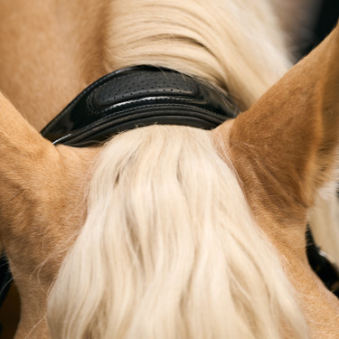 Halster Imperial Riding Hera Schwarz