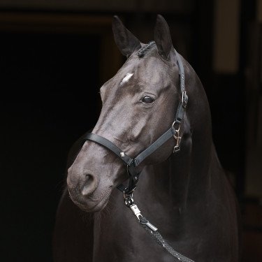 Halfter Imperial Riding Rebel Schwarz Halfter Imperial Riding Rebel Schwarz