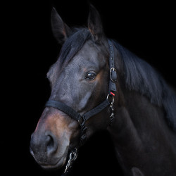 Jährlingshalfter Imperial Riding Schwarz