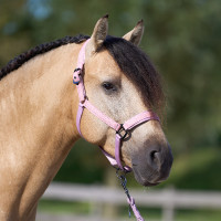 Halfter Imperial Riding Sparkle Ballerina Lila