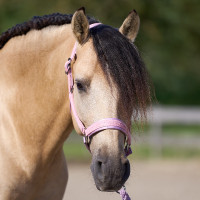 Halfter Imperial Riding Sparkle Ballerina Lila