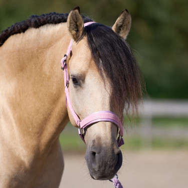 Halfter Imperial Riding Sparkle Ballerina Halfter Imperial Riding Sparkle Ballerina