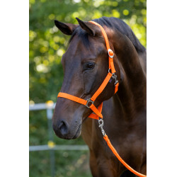 Halfter Hippo Covalliero Orange