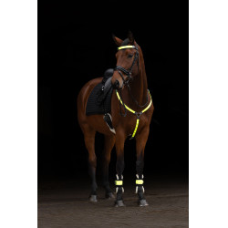 LED-Martingal Covalliero Gelb