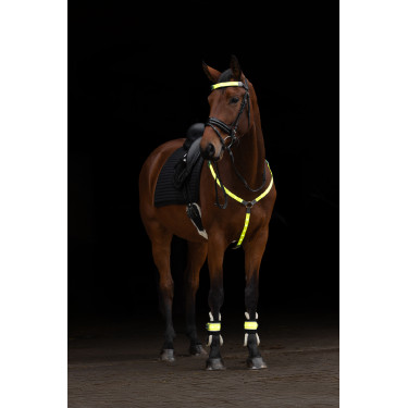 LED-Martingal Covalliero Gelb