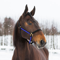 HALFTER YANKEE NYLON 20 MM Schwarz / Blau