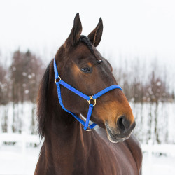 HALFTER YANKEE NYLON 20 MM Blau
