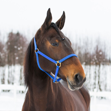 HALFTER YANKEE NYLON 20 MM Blau