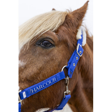 Halfter und Führstrick Harcour Teschic Elektrisches Blau