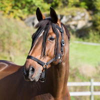 Frontal chasse-mouches Horze Noir