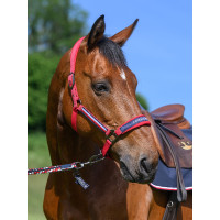 Halfter und Führstrick Tommy Hilfiger Equestrian Yale Primärrot Halfter und Führstrick Tommy Hilfiger Equestrian Yale Primärrot