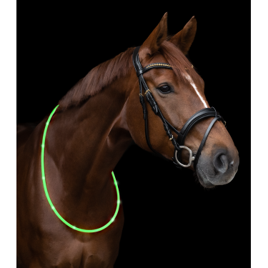 LED-Halsband Waldhausen Grün Gr&amp;amp;amp;amp;amp;amp;amp;amp;uuml;n