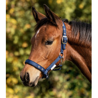 Licol Poulain Waldhausen Confort Dunkelblau