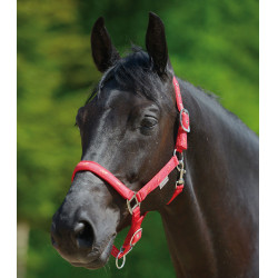 Licol Waldhausen déco Petits chevaux Rot
