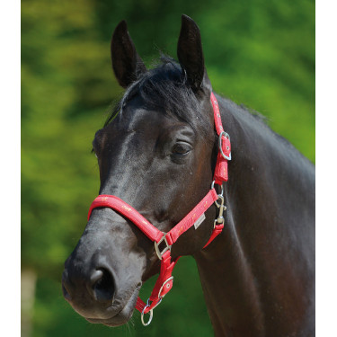 Licol Waldhausen déco Petits chevaux Rot