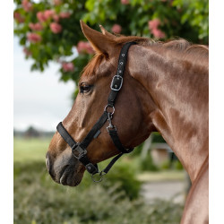 Licol Waldhausen Gloomy Schwarz