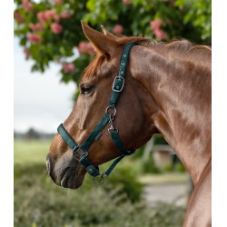 Licol Waldhausen Gloomy Tannengrün Gr&uuml;n