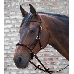 Zäumung ohne Gebiss Linda Tellington-Jones Braun