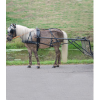 Einfaches Star Economic Geschirr Pony Shetland Schwarz