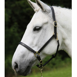 Lederhalfter Star Robust Lederhalfter Star Robust