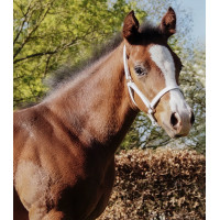 Vorführhalfter aus Leder Star Fohlen Weiß Weiß Vorführhalfter aus Leder Star Fohlen Weiß Weiß
