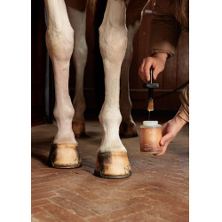 Fußöl Shine Grooming Deluxe von Kentucky Natürlich Braun Fußöl Shine Grooming Deluxe von Kentucky Natürlich Braun