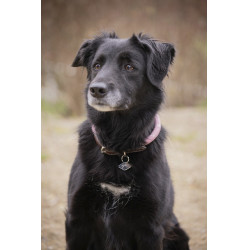 Halsband für Hunde Penelope Billie