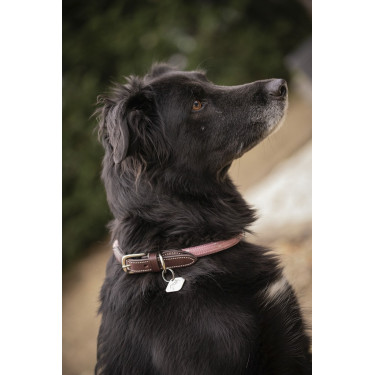 Halsband für Hunde Penelope Billie Halsband für Hunde Penelope Billie
