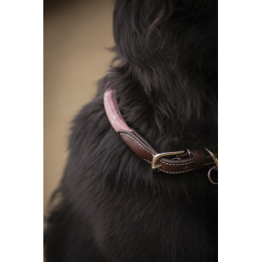 Halsband für Hunde Penelope Billie Halsband für Hunde Penelope Billie