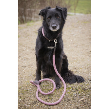 Halsband für Hunde Penelope Billie Halsband für Hunde Penelope Billie