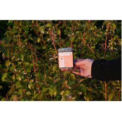 Tägliche Wäsche Happy Scoop